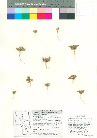 Loeflingia squarrosa subsp. cactorum image